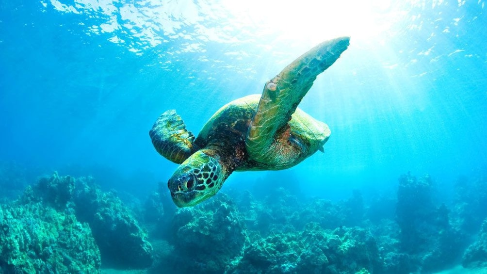 sea turtle navigating the seas in Maui