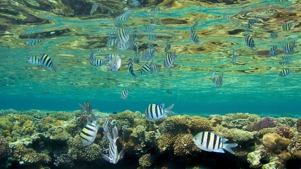 striped fish swimming in shallow waters in Maui