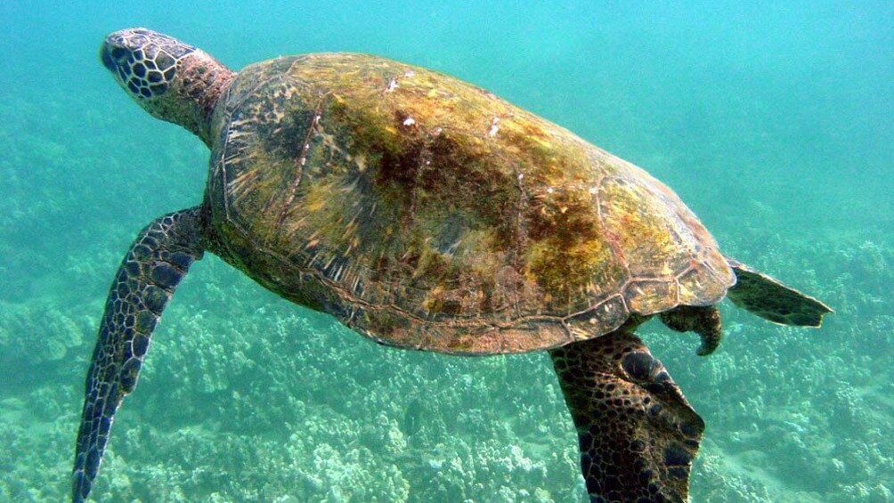 Large sea turtle swimming around Maui