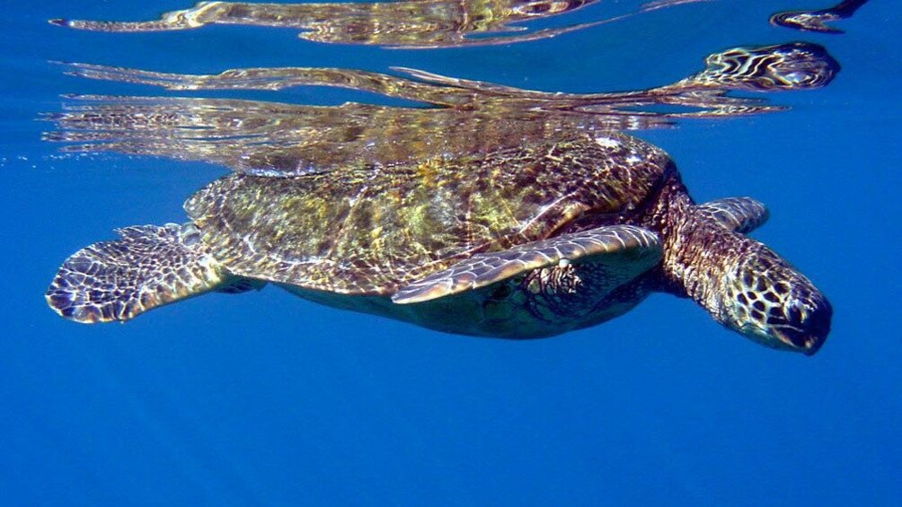 sea turtle navigating the waters in Maui