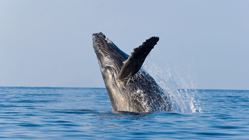 Humpback whale jumping from water in Maui