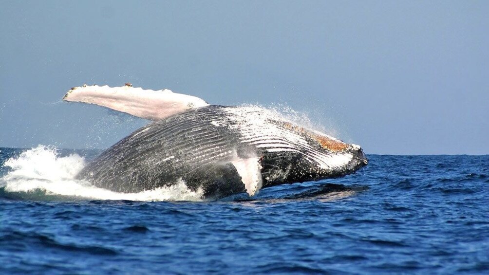 Humpback whale jumping from water in Maui