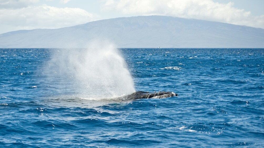 whale surfacing for air in Maui