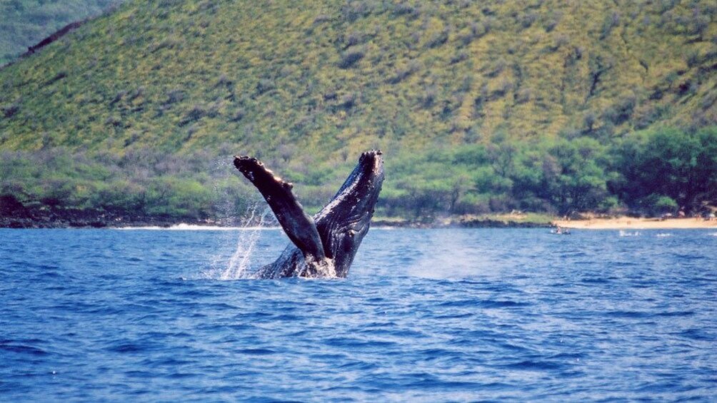 whale flipping on the ocean surface in Maui