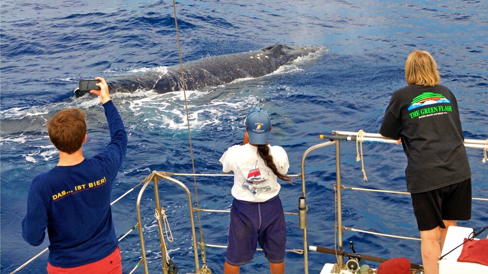 boat passengers observing a close by whale in Hawaii