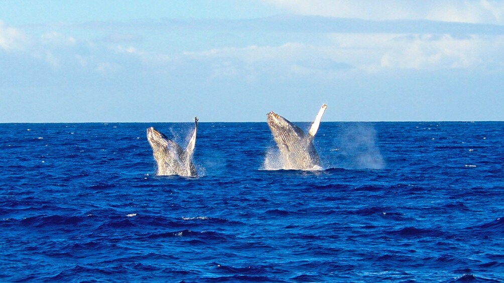 two flipping whales at sea in Hawaii