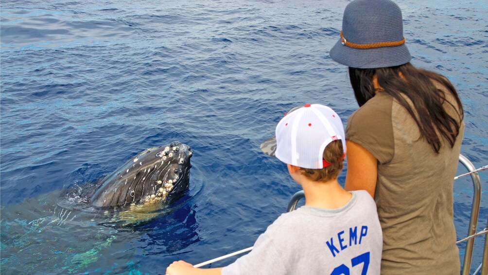 curious whale swimming towards the boat passengers in Hawaii