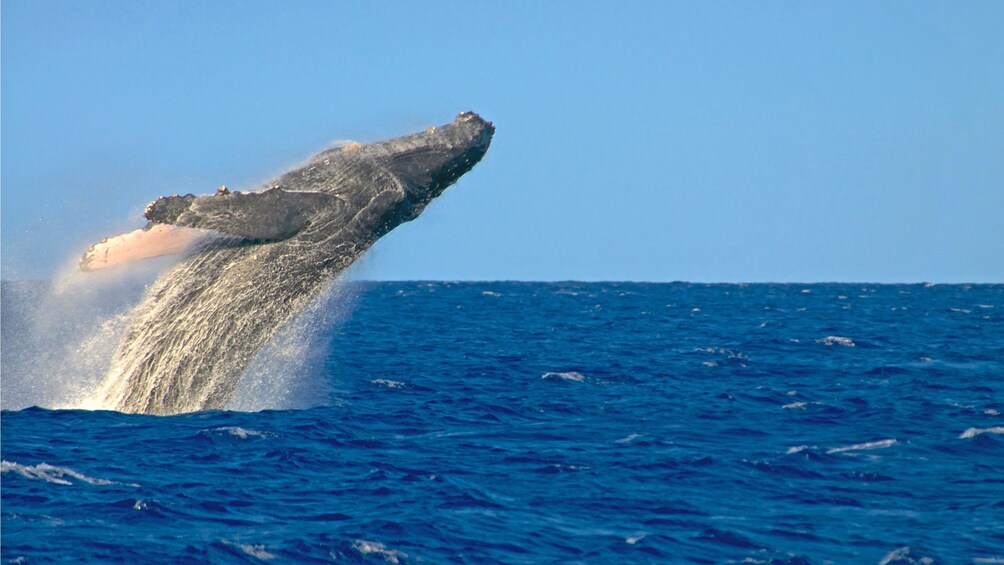 whale backflipping on the water in Hawaii