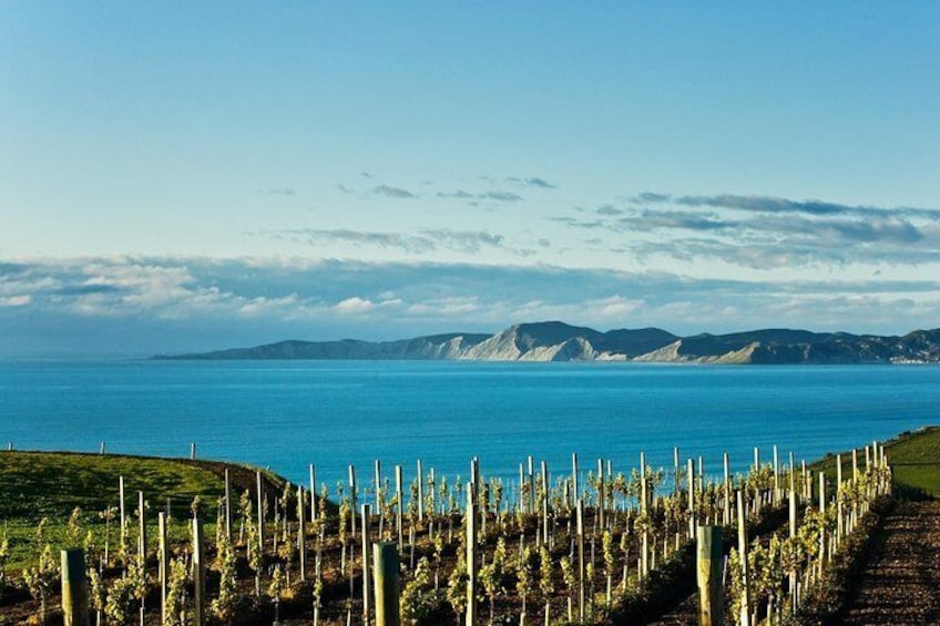 Young coastal vineyard