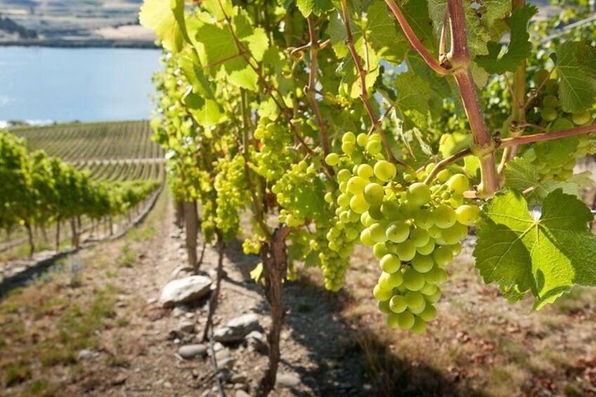 Sauvignon on the vine