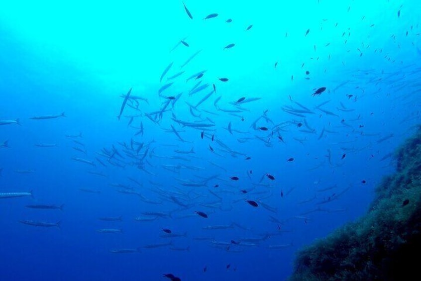 Two Morning Dives in Gozo for Certified Diver