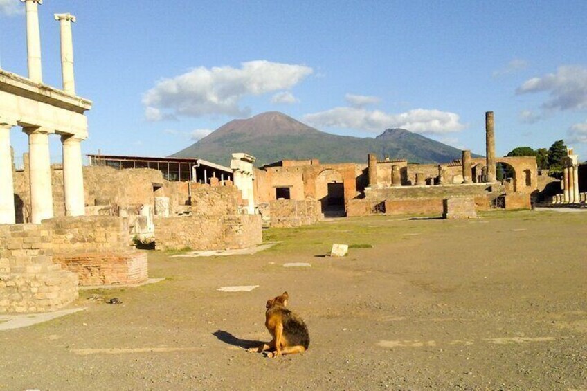 A dog in the forum!