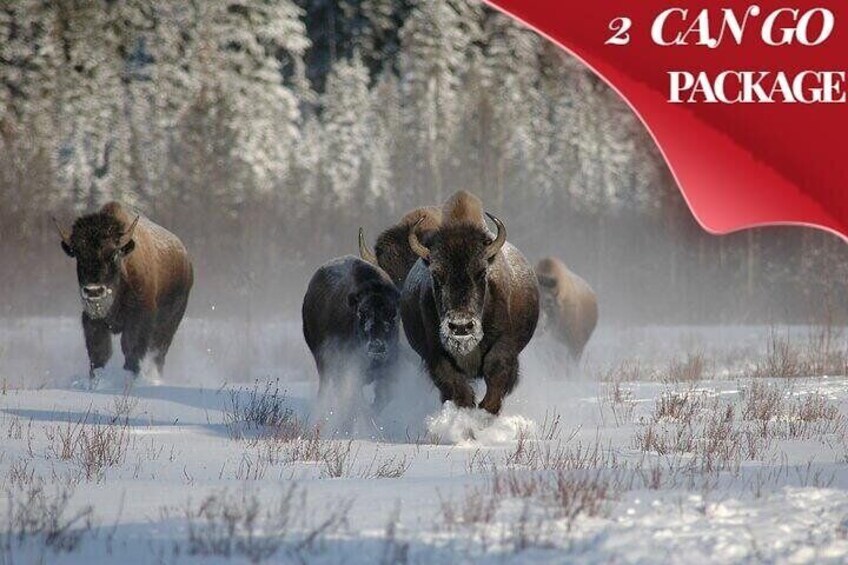 Winter Yellowstone & Grand Teton National Parks: Small Group 5-Day Tour