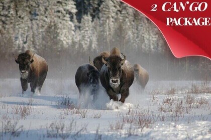 Yellowstone & Grand Teton National Parks Private Winter Tour 5-Day