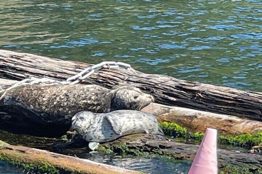 2 Hour Chartered Boat Tour from Deep Cove North Vancouver 