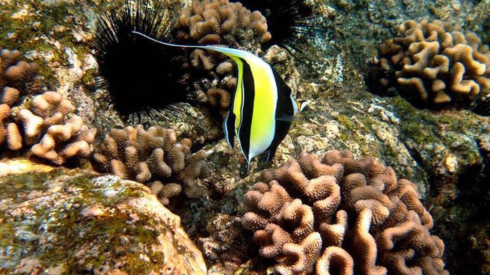Striped fish in the corral reef of the pacific ocean