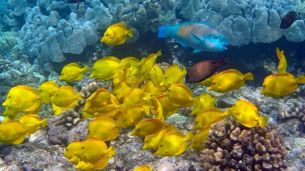 school of yellow fish swimming by a coral reef in the pacific ocean 