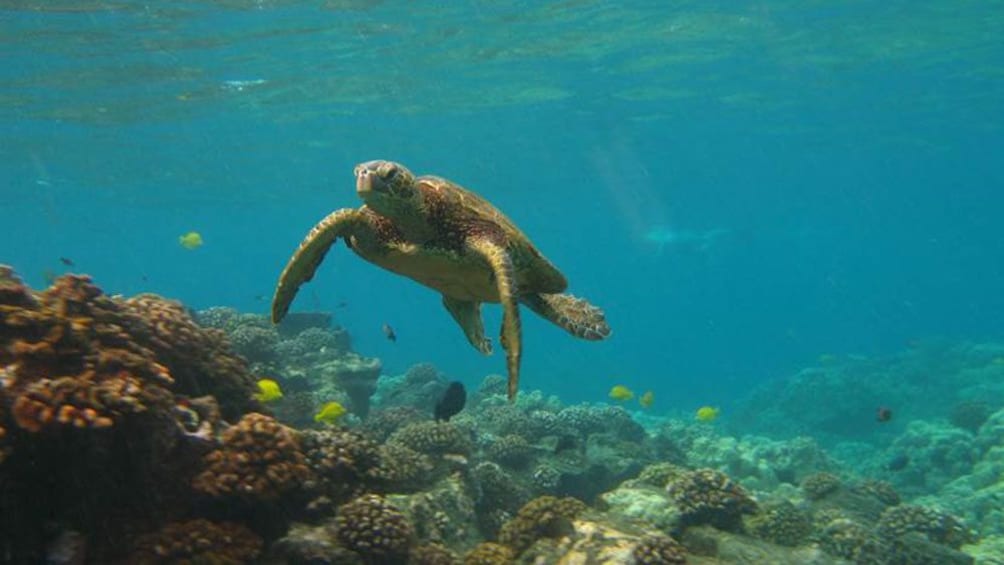 sea turtle swimming under water in the pacific ocean 