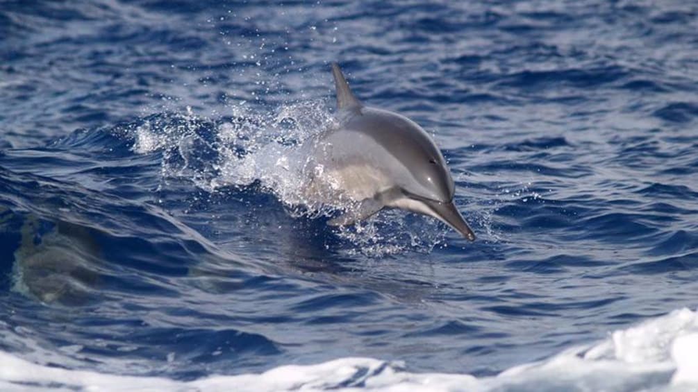 dolphin jumping out of water in pacific ocean 