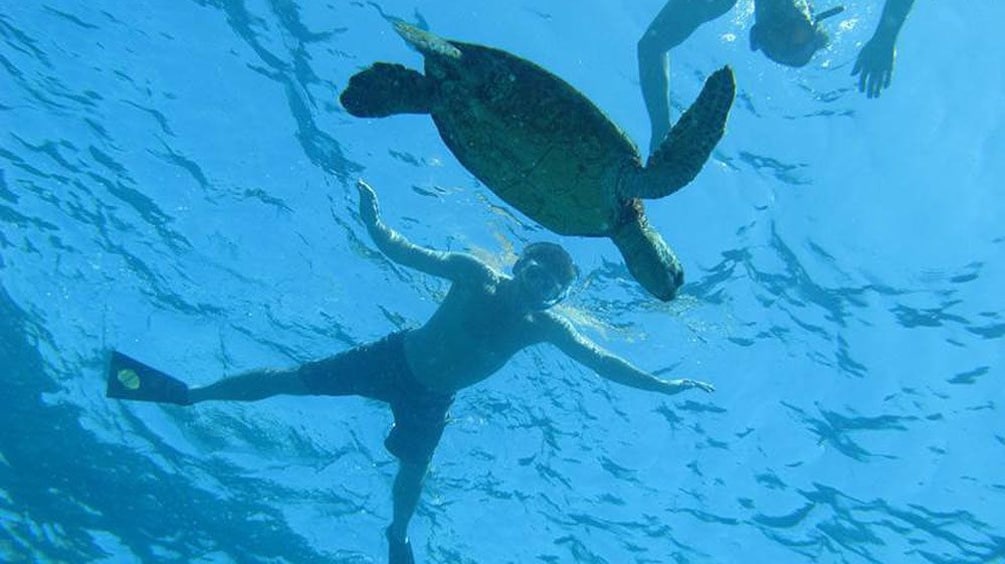 snorkelers near sea turtle in the pacific ocean 