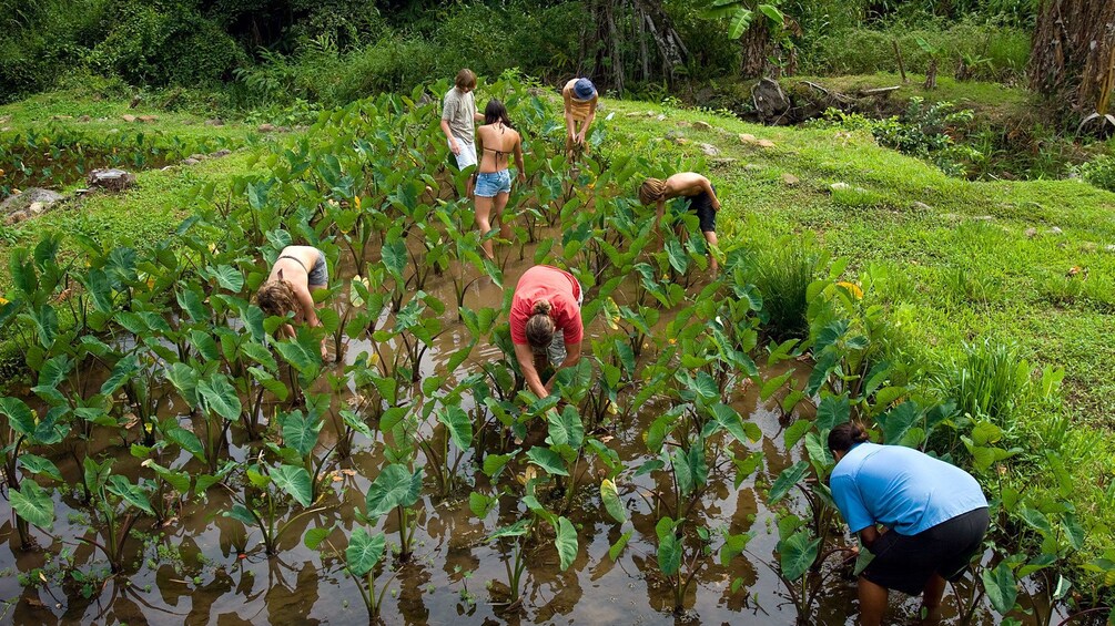 Show item 5 of 5. People looking in marsh for animals in Hawaii