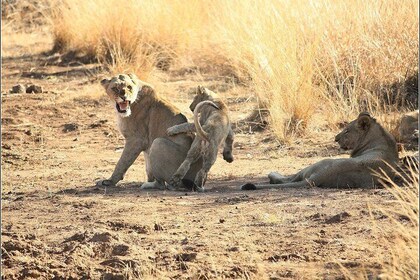 Pilanesberg Game Reserve 6 Hour Sunrise Safari from Johannesburg or Pretori...