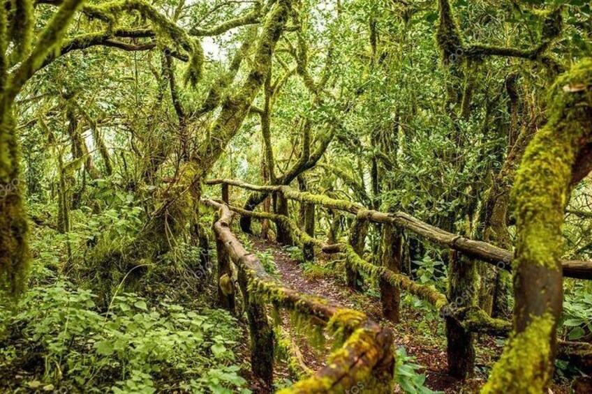 La Gomera Day Trip from Tenerife