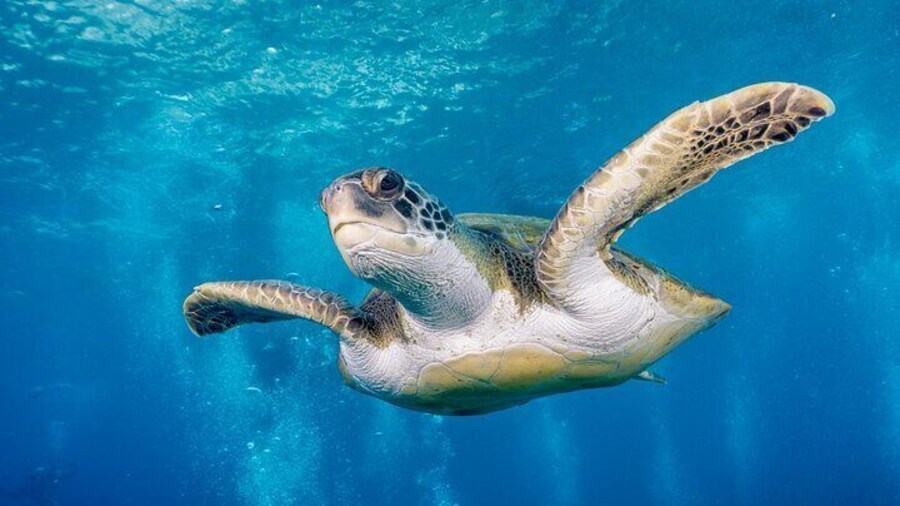 Discover Scuba Diving, Playa de las Americas