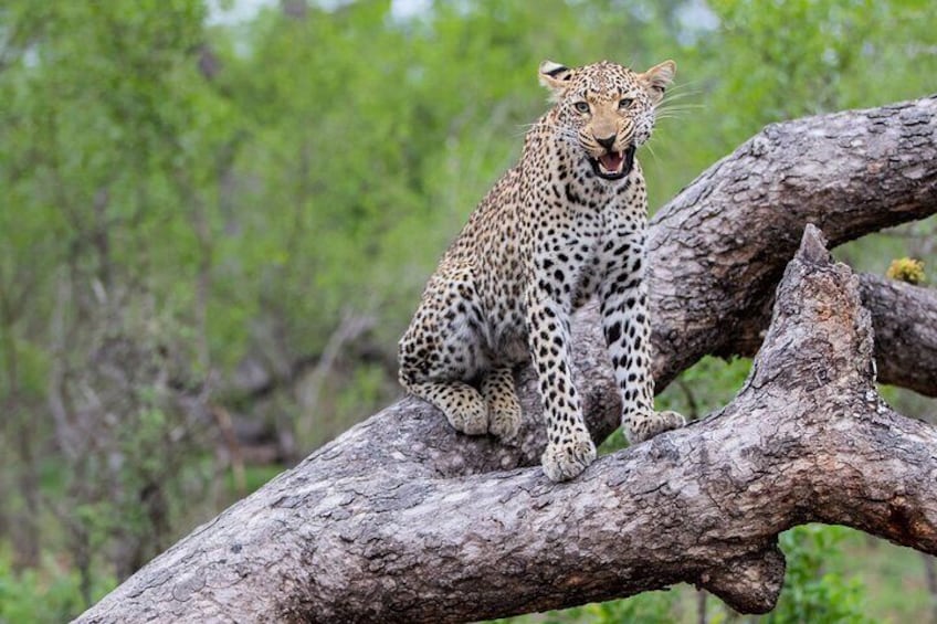 Leopard Kruger National Park