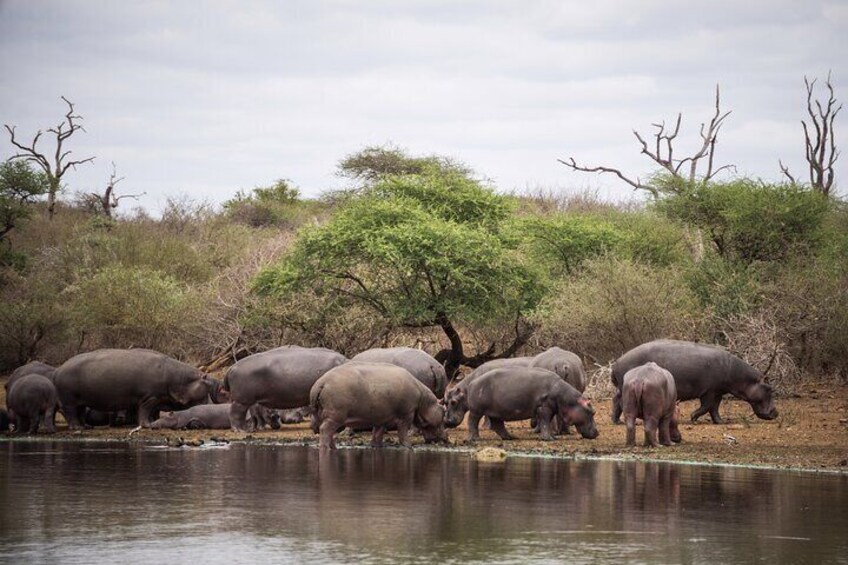 Hippo at Kruger National Park