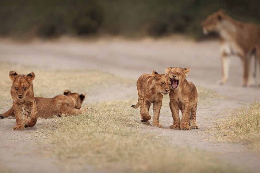 Young Lion Pride Kruger National Park
