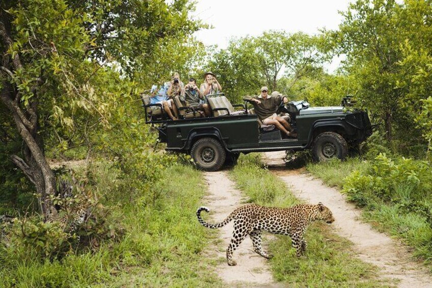 Kruger National Park Safari