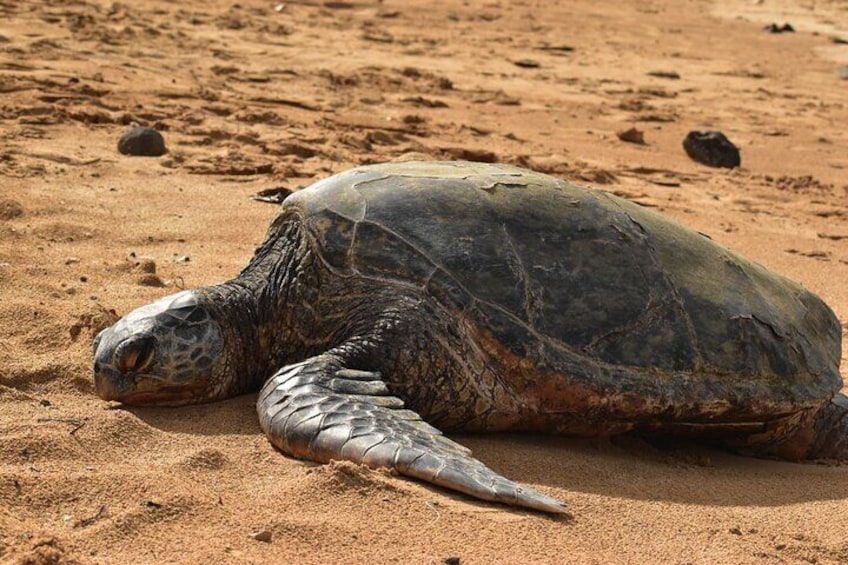 Hawaiian Green Sea Turtle relaxing on the beach