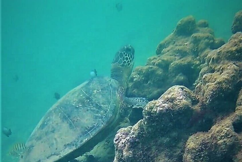 Hawaiian Green Sea Turtle