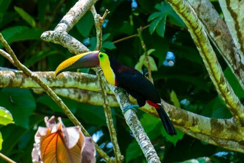 Corcovado and Drake Bay 2-Day Small-Group Safari Guided Tour