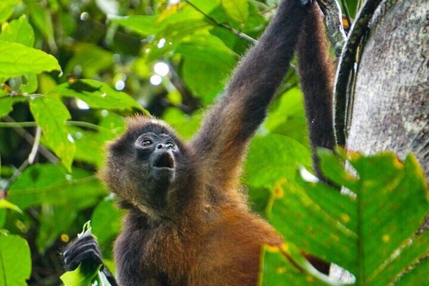 Corcovado and Drake Bay 2-Day Small-Group Safari Guided Tour