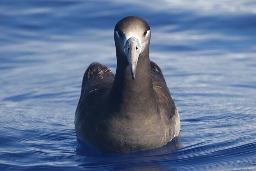 Black footed Albatross 