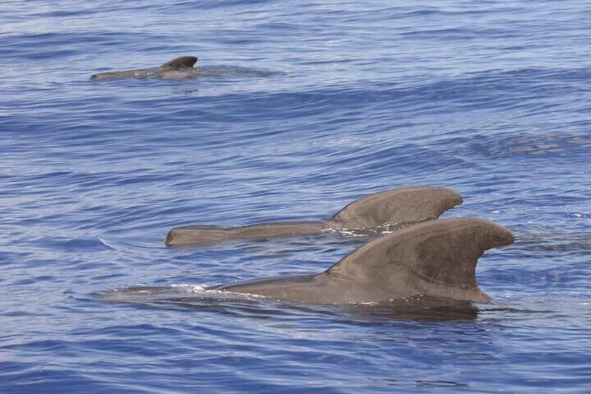 Short-finned Pilot Whales