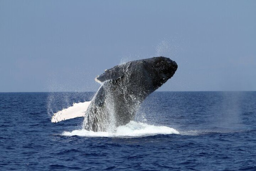 Seasonal Humpback Whales