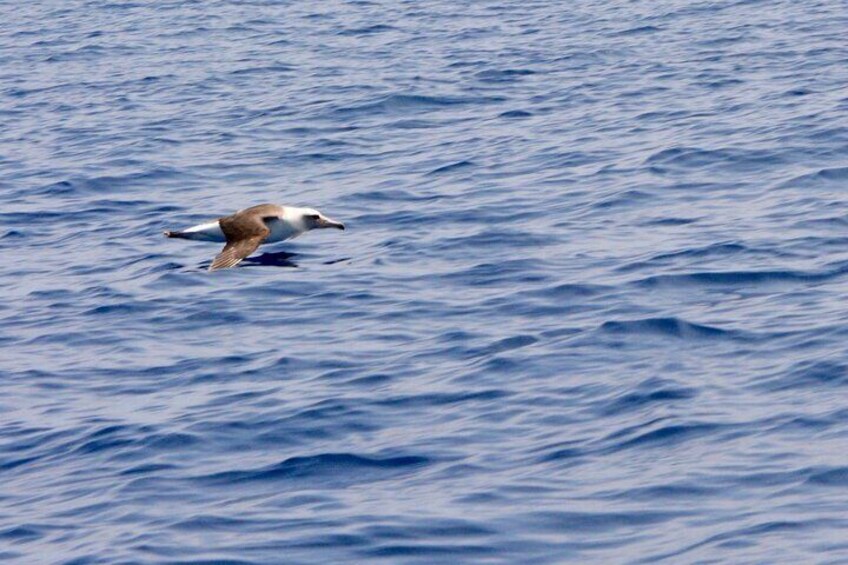 Laysan Albatross