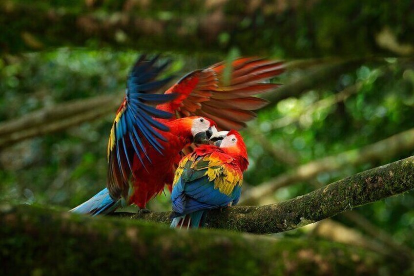 Scarlet macaw in Corcovado National Park