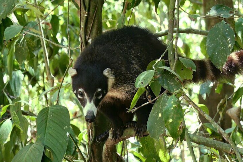 White nosed coati