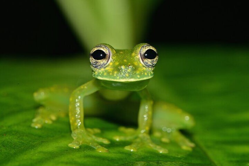 Spotted glass frog in Drake Bay