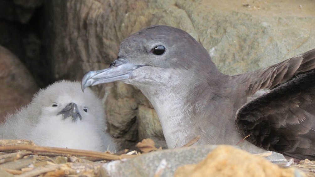 Seagull and chick in nest