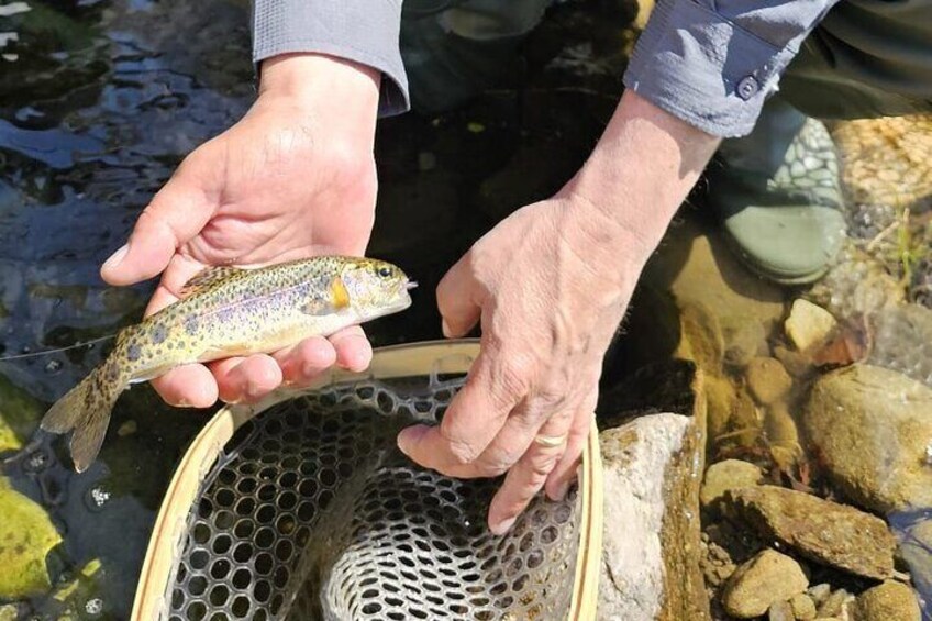 From Catania, Syracuse and Taormina: fly fishing experience