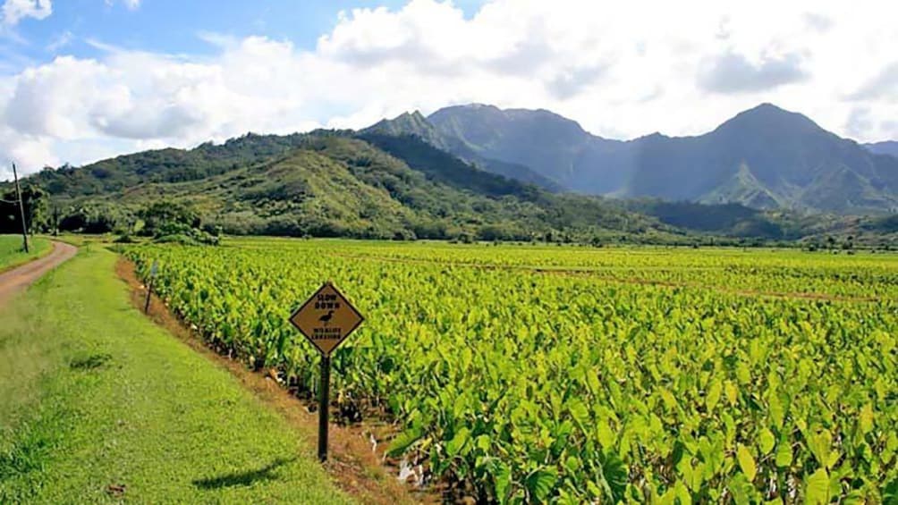 Landscape view of Kauai farmland with mountains in the distance.