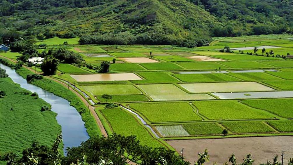 divided farming fields in Kauai