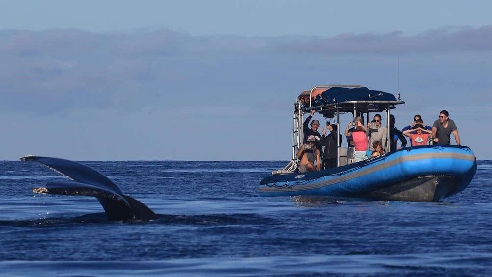 1.5 hour Guaranteed Whale Watch