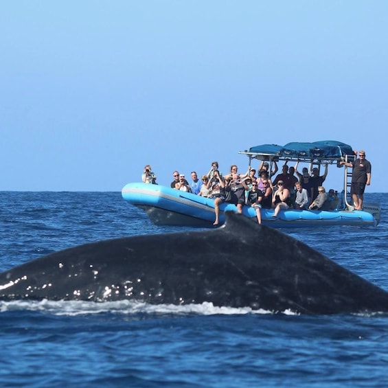 1.5 hour Guaranteed Whale Watch