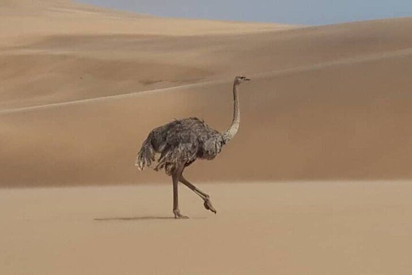 Ostrich roaming the Dunes